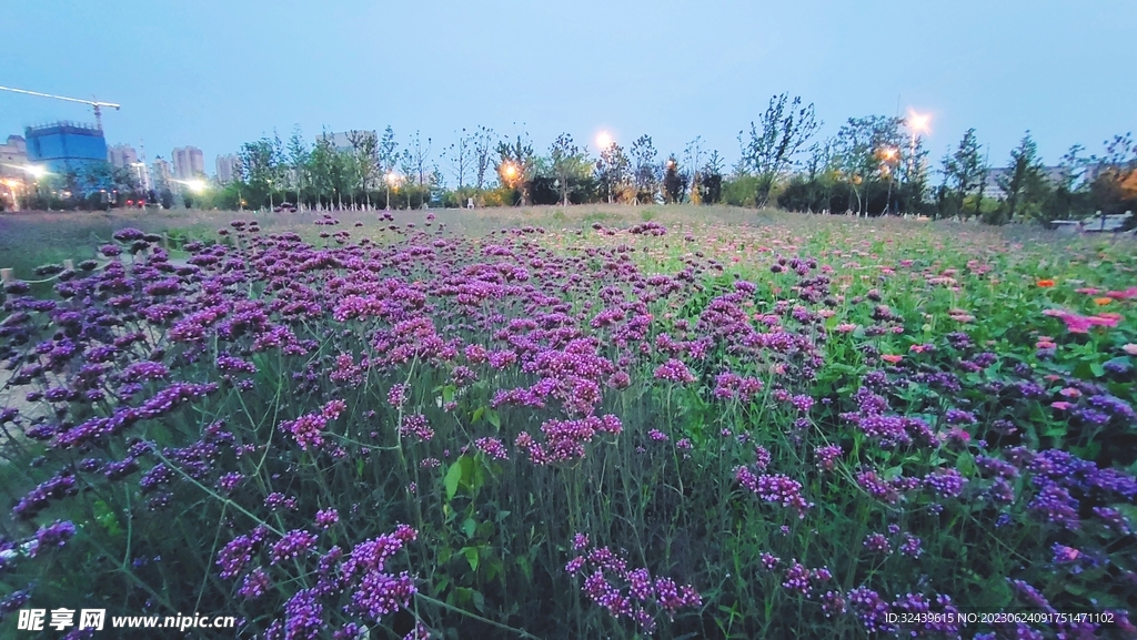 花海