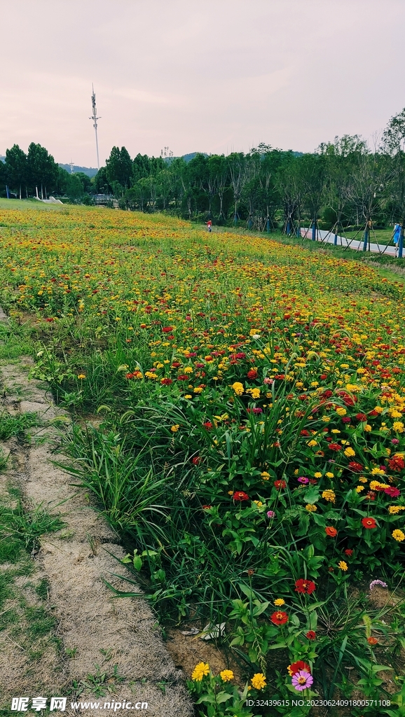 花海