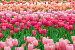 郁金香花丛