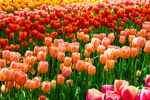 郁金香花丛