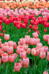 郁金香花丛