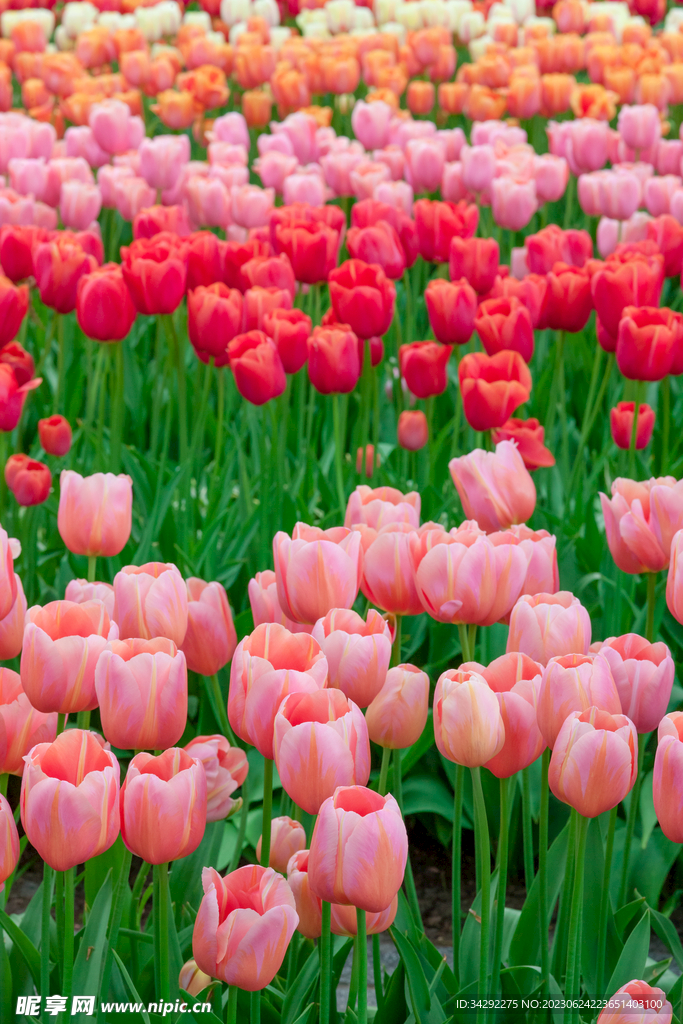 郁金香花丛