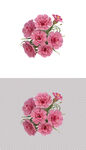 粉色鲜花康乃馨花朵小花