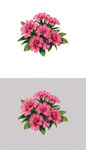粉色鲜花康乃馨花朵小花