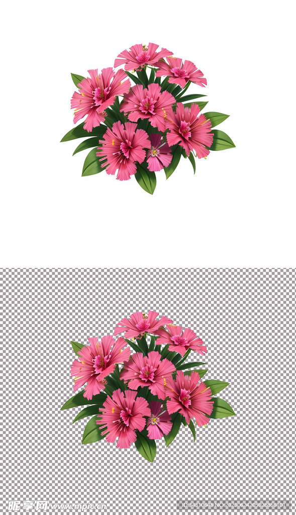 粉色鲜花康乃馨花朵小花