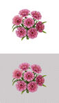 粉色鲜花康乃馨花朵小花