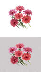粉色鲜花康乃馨花朵小花