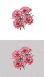 粉色鲜花康乃馨花朵小花