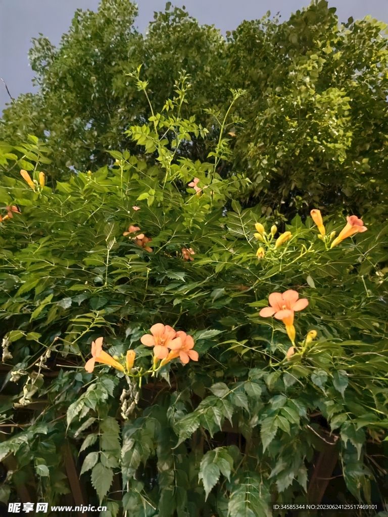 凌霄花