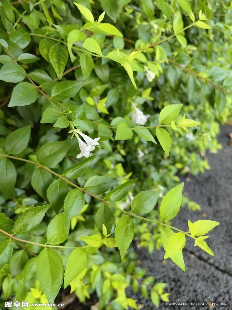 绿叶小白花
