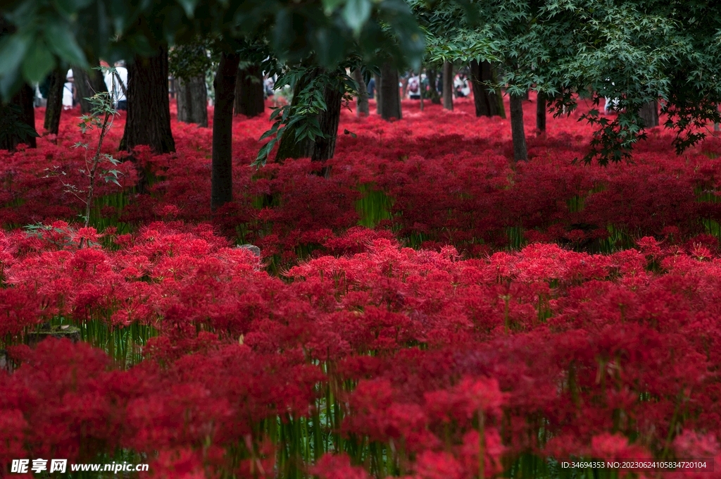 花海