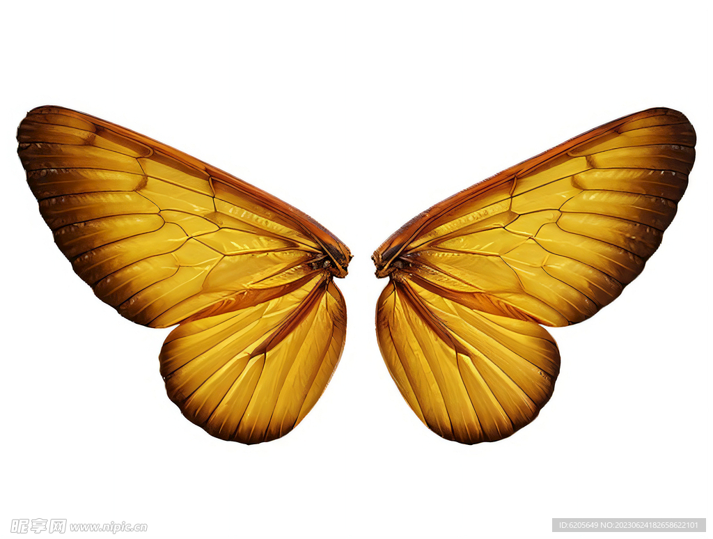 蝴蝶昆虫翅膀薄翼