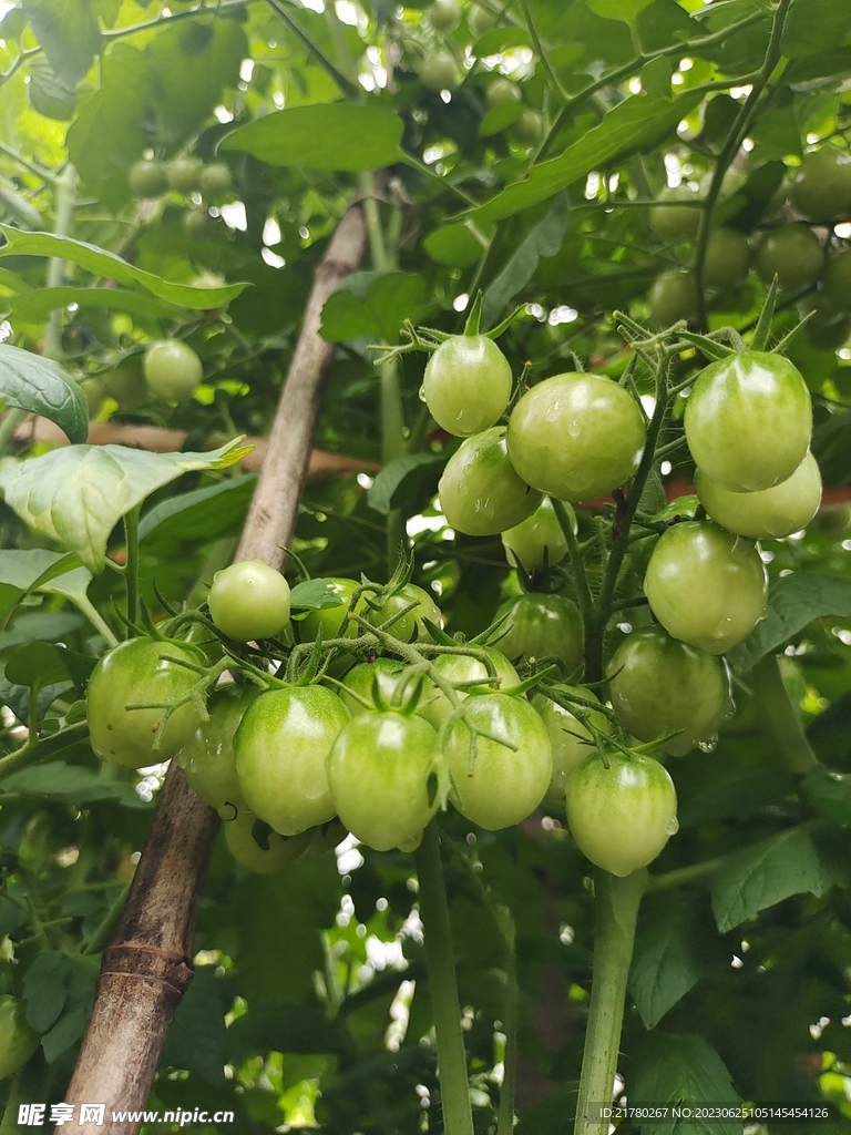 番茄圣女果