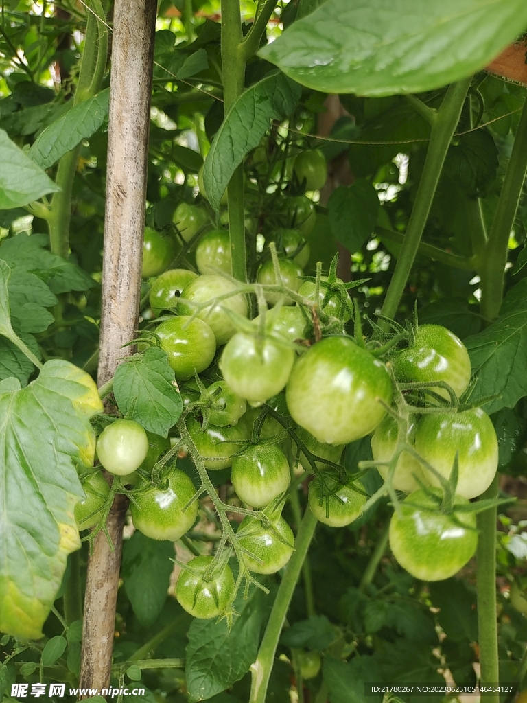 种番茄 西红杮 小番茄 