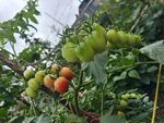 水果番茄