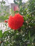 红石榴花