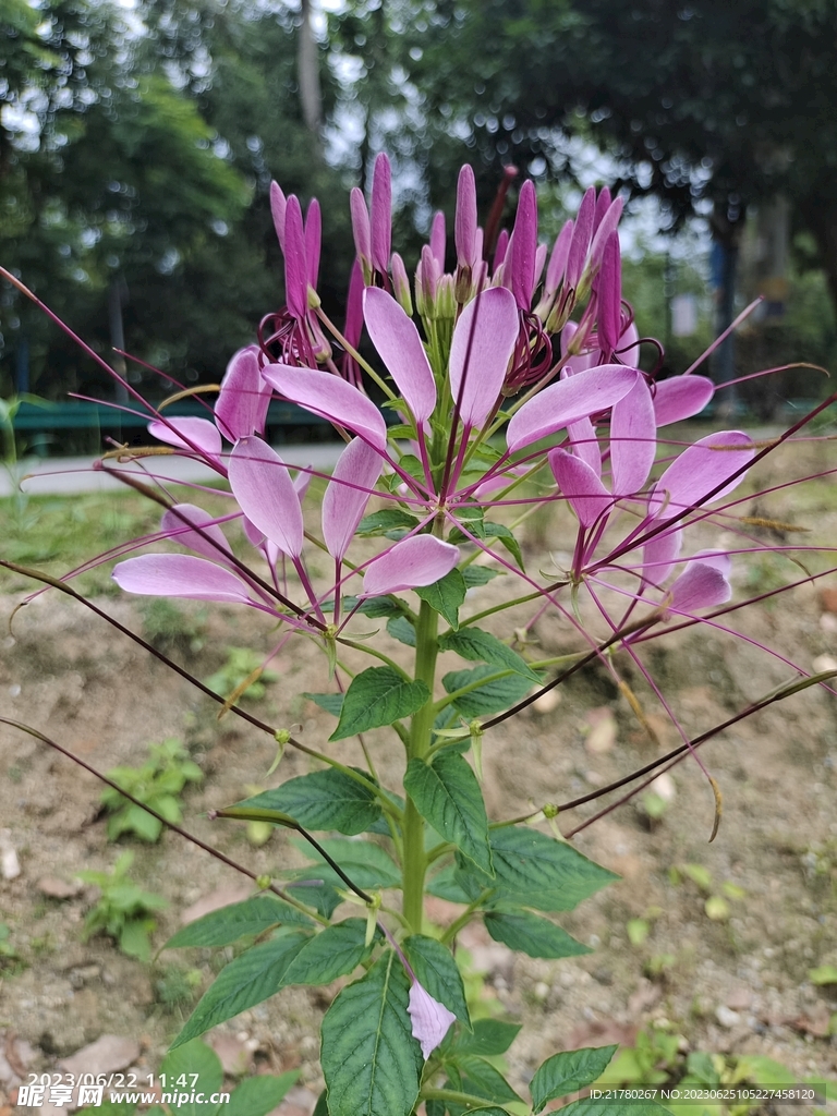 醉蝶花