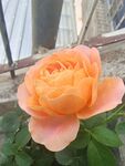 一朵月季花