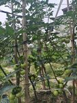 种番茄