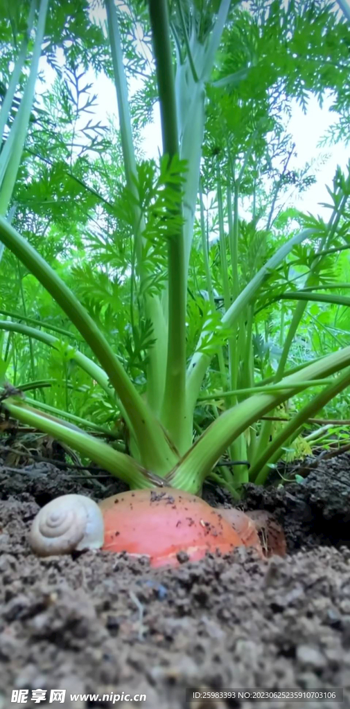 地里的红萝卜