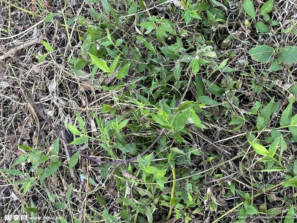植被草地