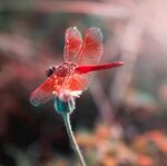 蜻蜓高清图