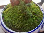 苔藓