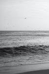 海燕与海浪