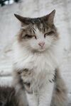 瞌睡的小猫咪