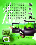 信阳毛尖