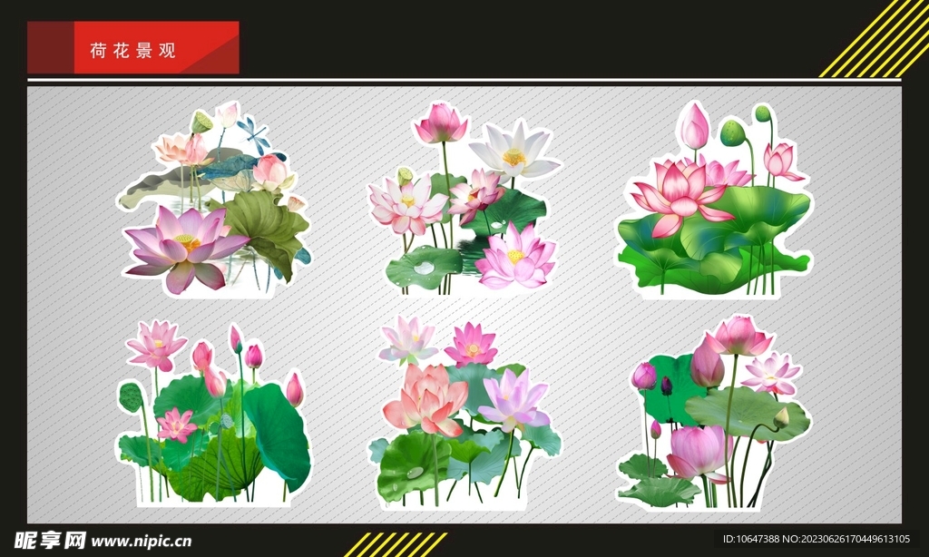 荷花