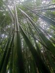 竹