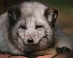 狐狸