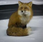狐狸