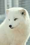 狐狸