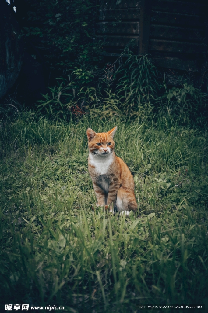 狐狸
