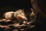 狐狸