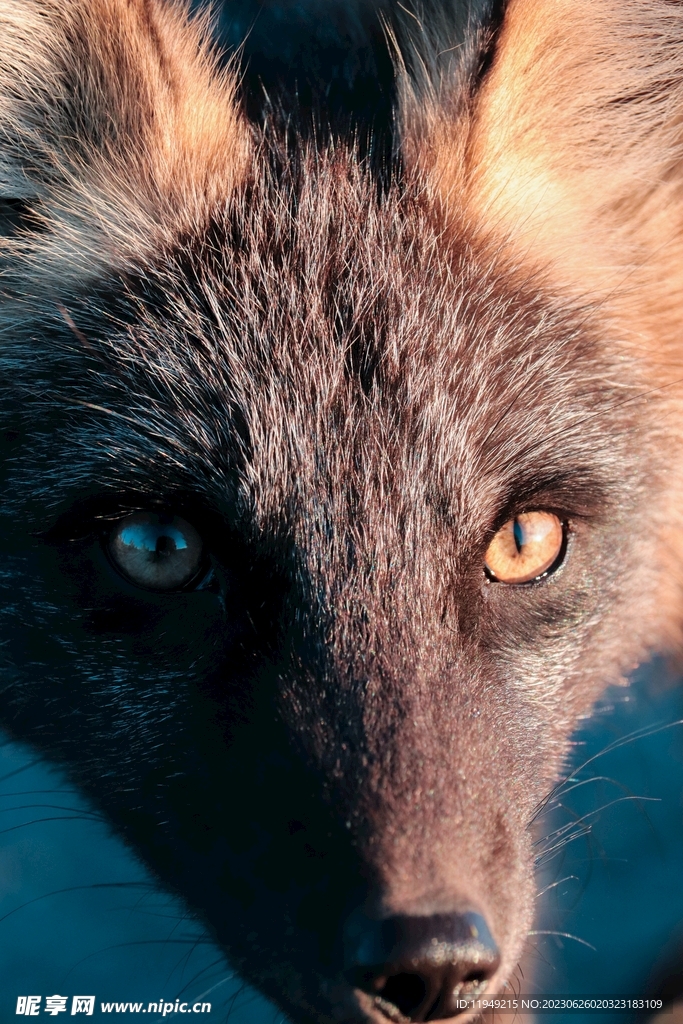狐狸