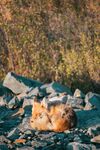 狐狸
