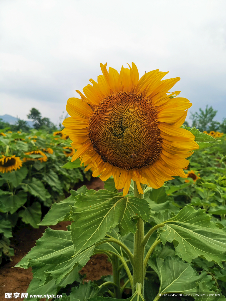葵花