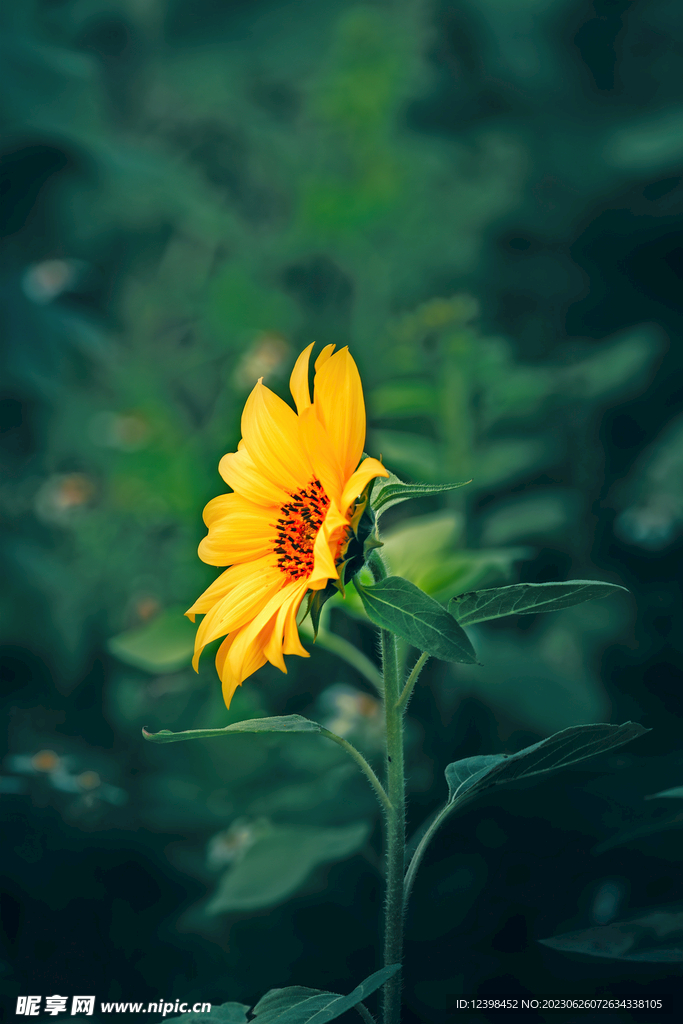 葵花
