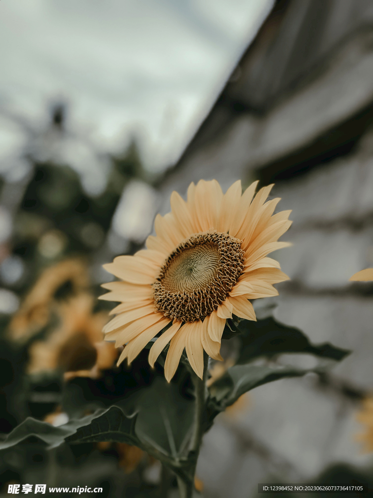 葵花