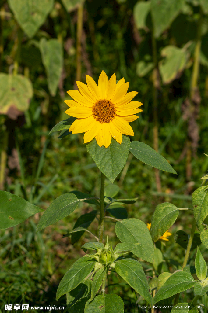葵花