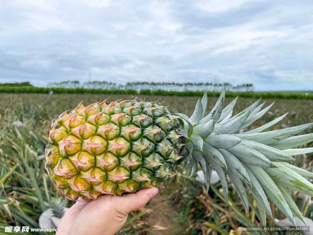菠萝
