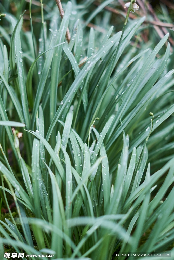 绿草