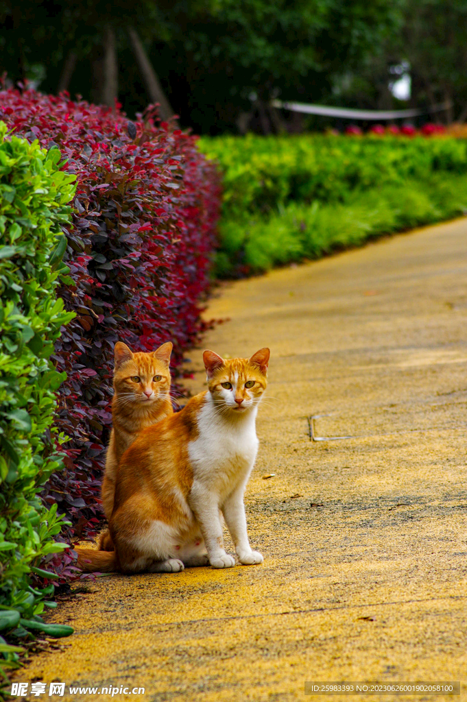 猫