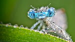 蜻蜓