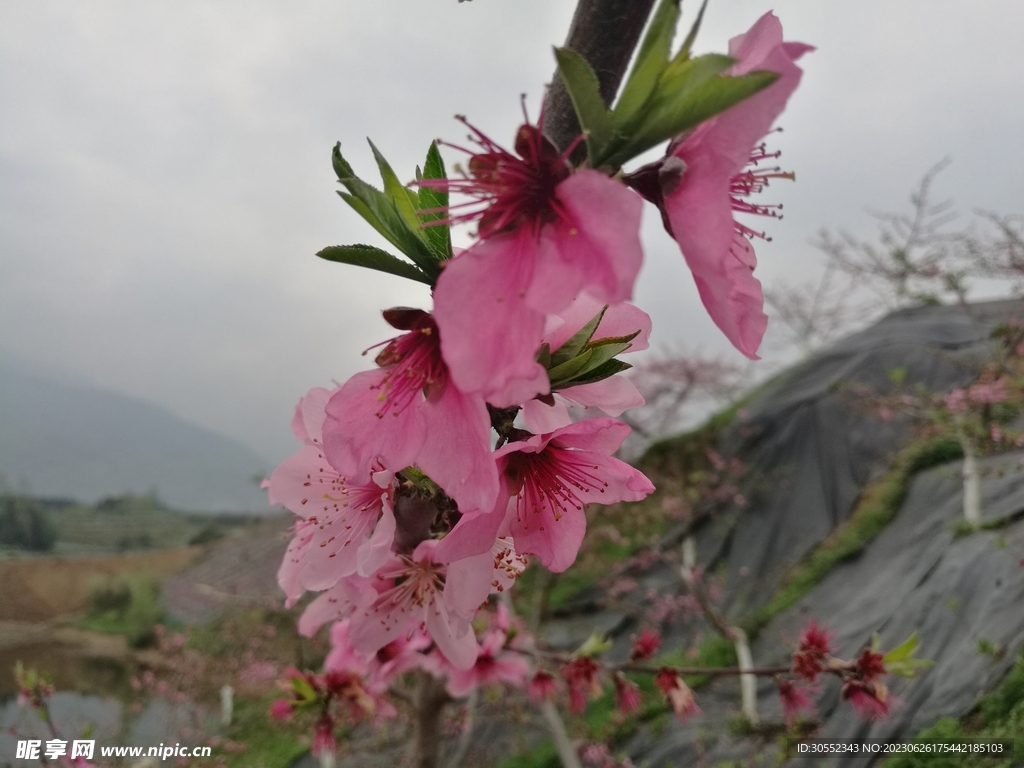 桃花