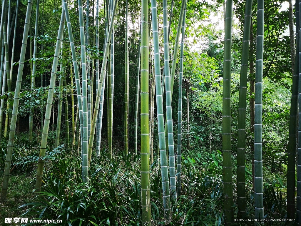 竹林