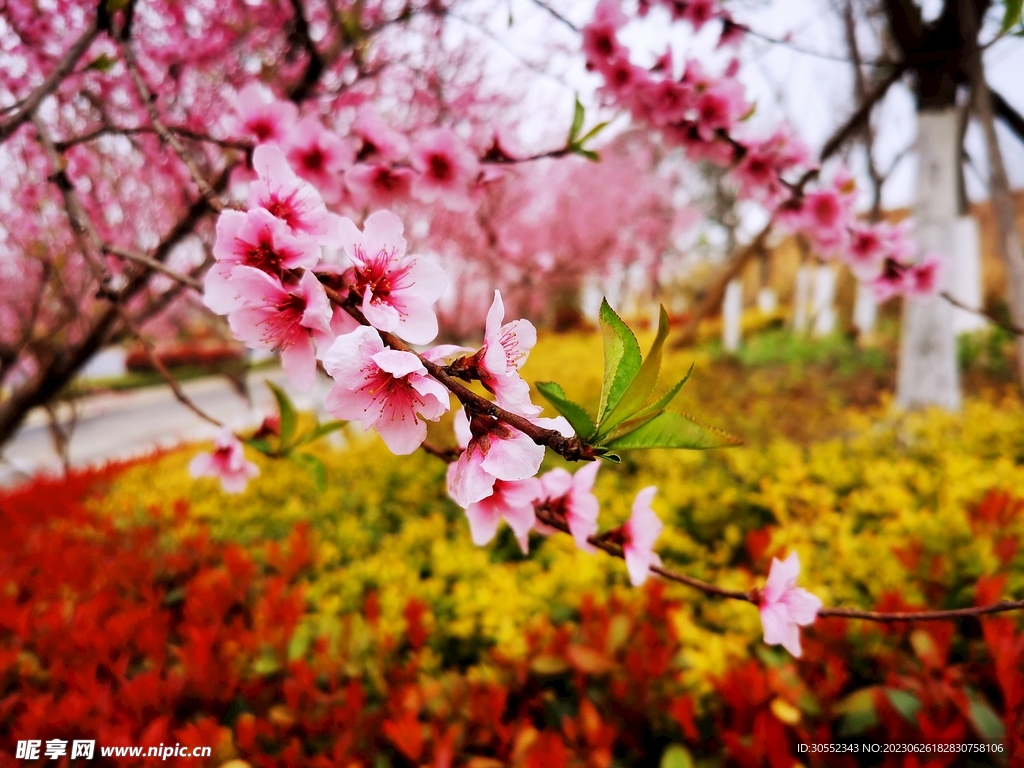桃花